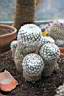 MAMMILLARIA PSEUDOPERBELLA.jpg